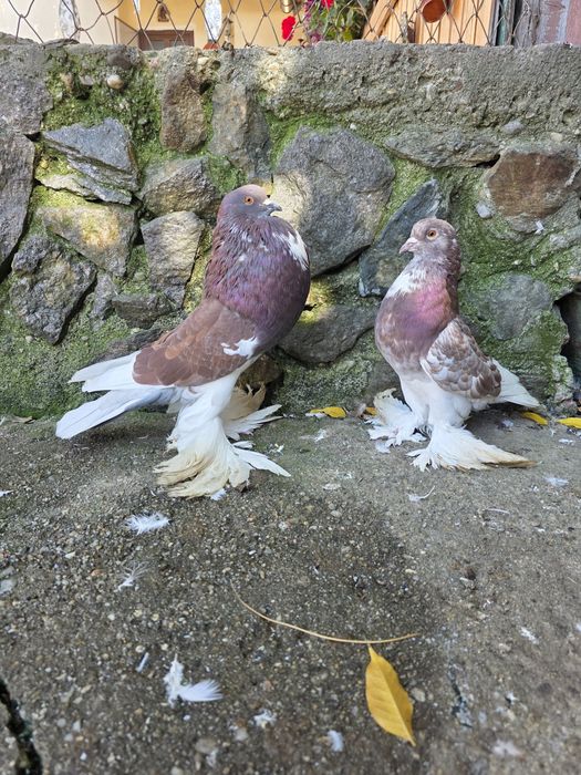 Porumbei Gusati de Pomerania/ ornament