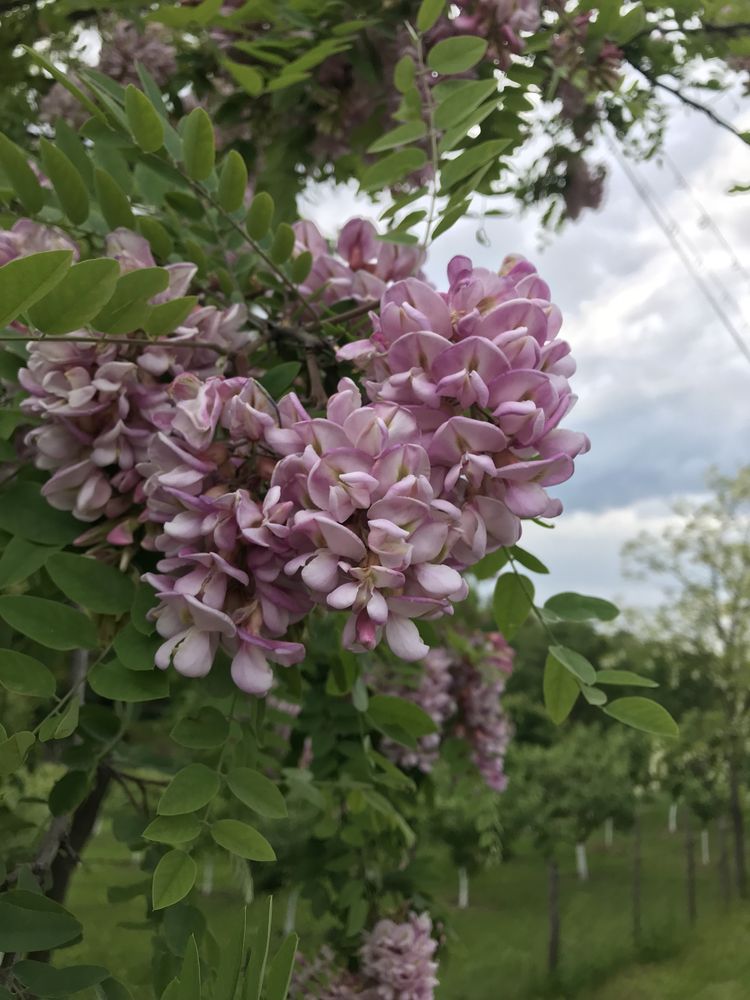 Miere de salcâm și miere de floare de tei naturală/bio 2023