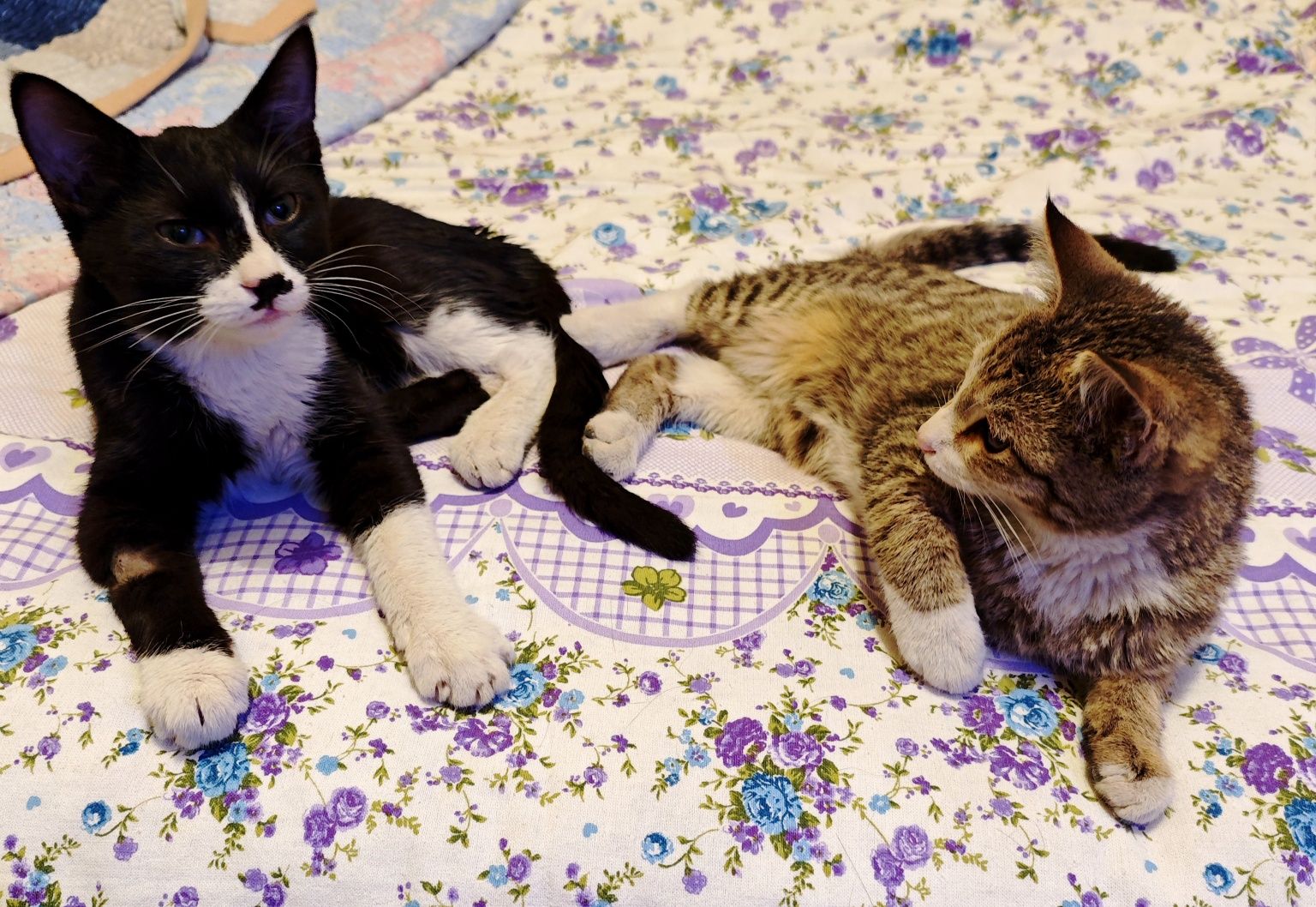 2 Котенка мальчики 4 месяца