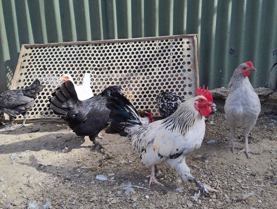 Găini pitice tinere