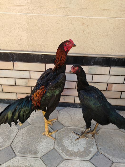 Тоза ветнам зотлар сотилади