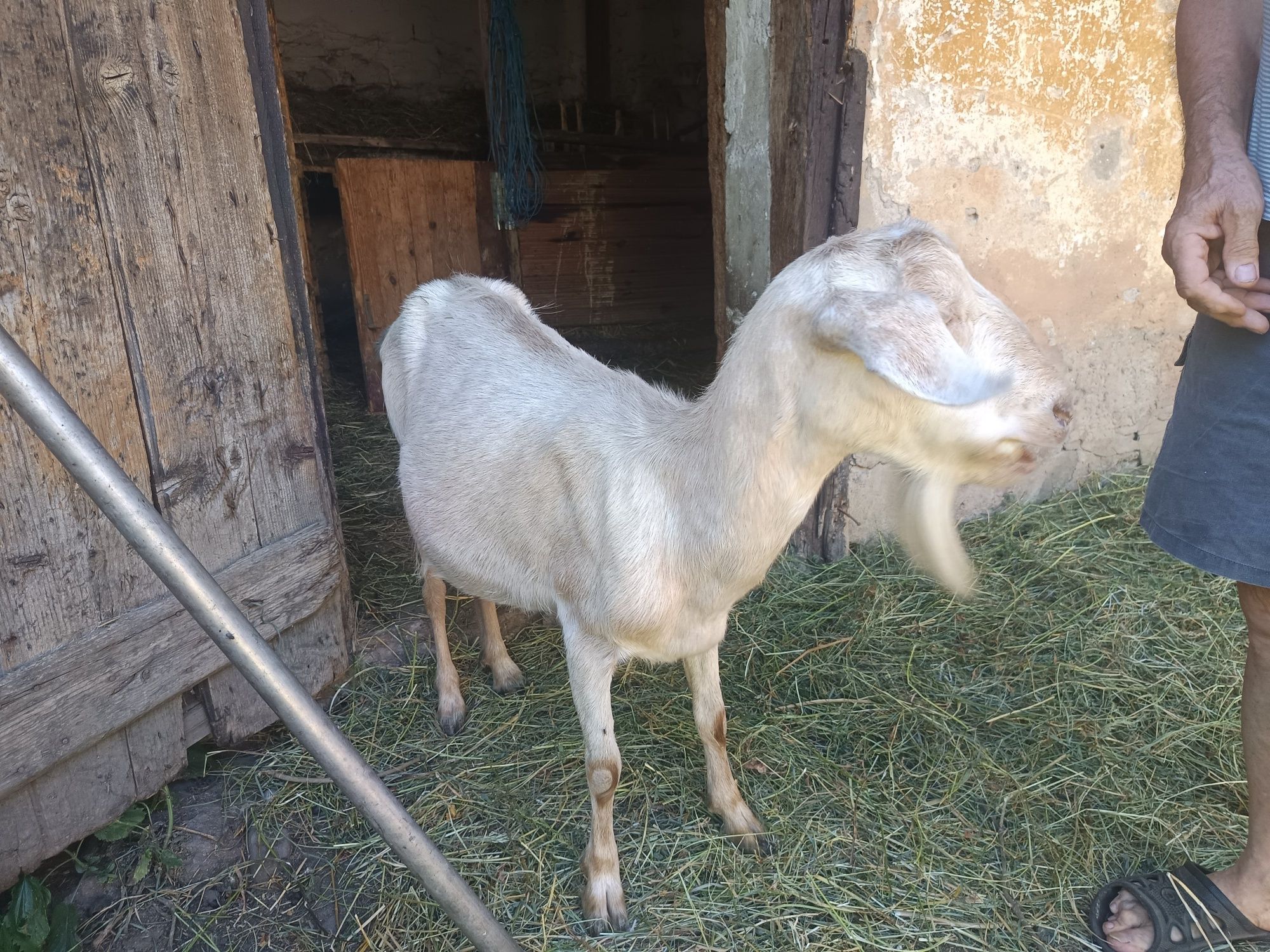 Capre de vânzare