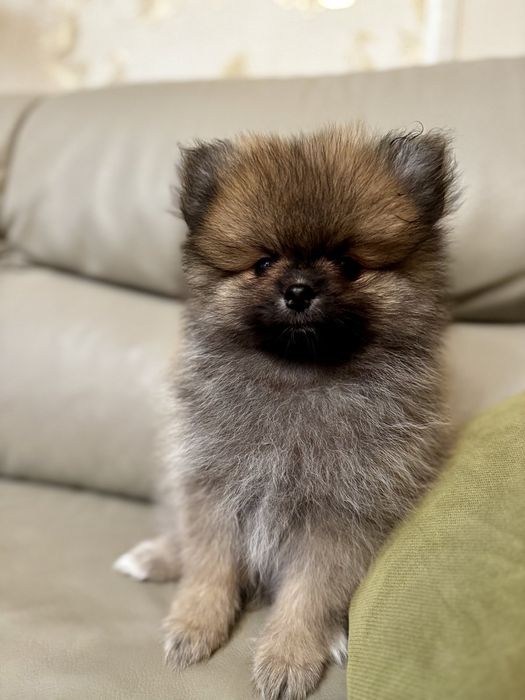 Померани - Мъжки