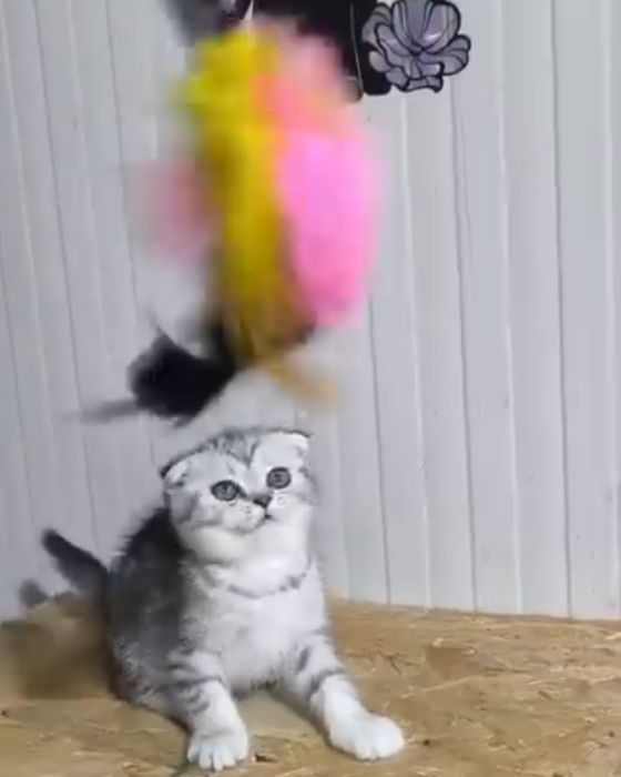 Scottish fold fata chinchilla