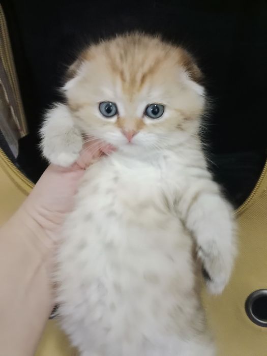Роскошные котята золотые Скоттиш фолд