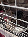 2 ta xo'roz 2 ta toviq bor sotiladiga kelishtirib bervoraman