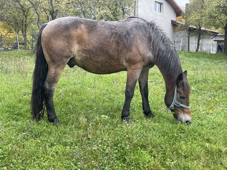Vând cal castrat