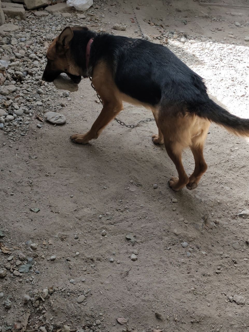 Немецкий овчарка