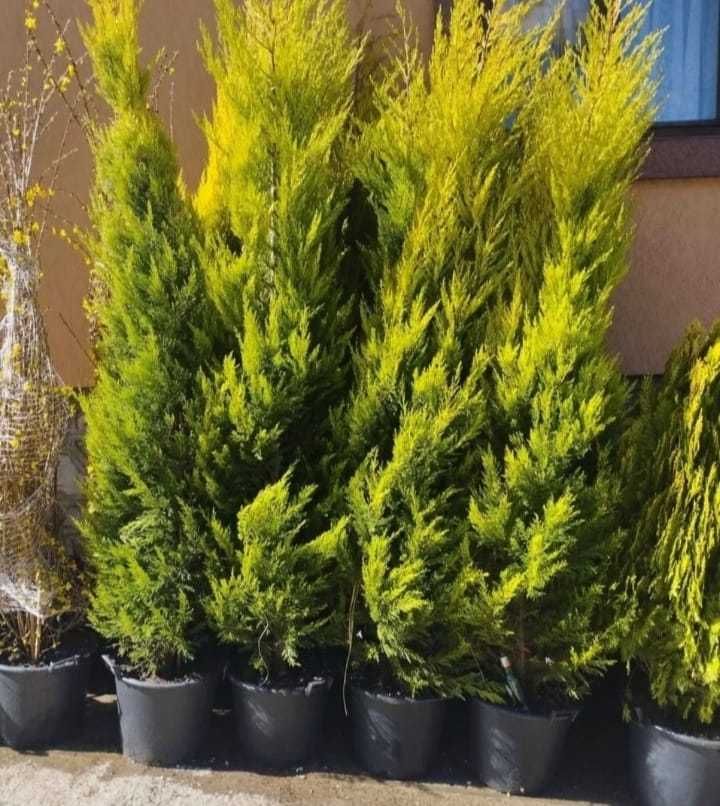 Plante Ornamentale, Decoratiuni Gradina si multe altele