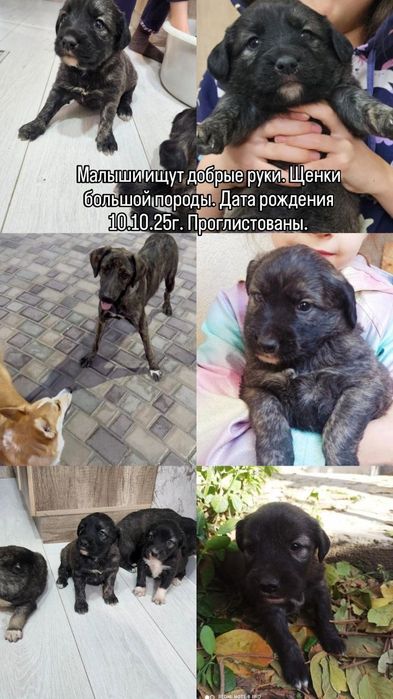 Щенки крупной породы домашние