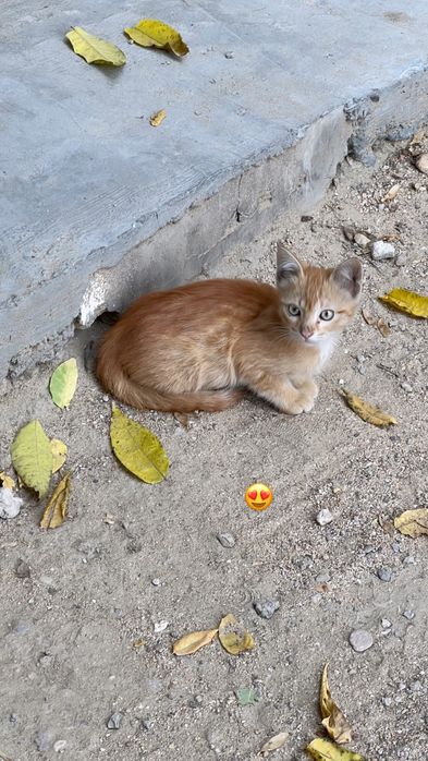 Котенок рыжий бесплатно 14 мкр