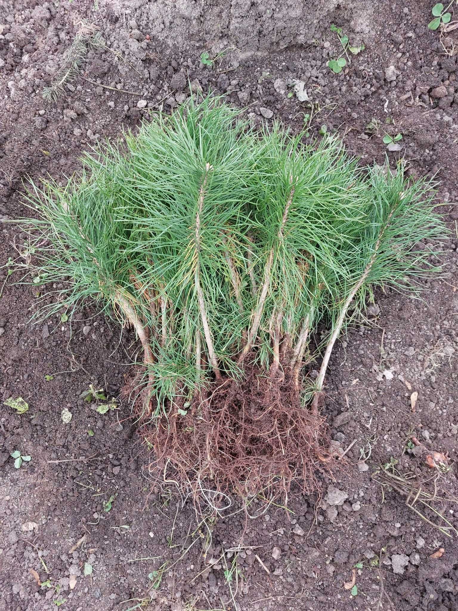 Puieti pin silvestru-Pinus sylvestris-calitate Premium,origine Romania