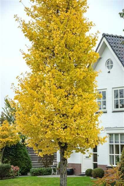 Pomi Ornamentali (Ginko Biloba )