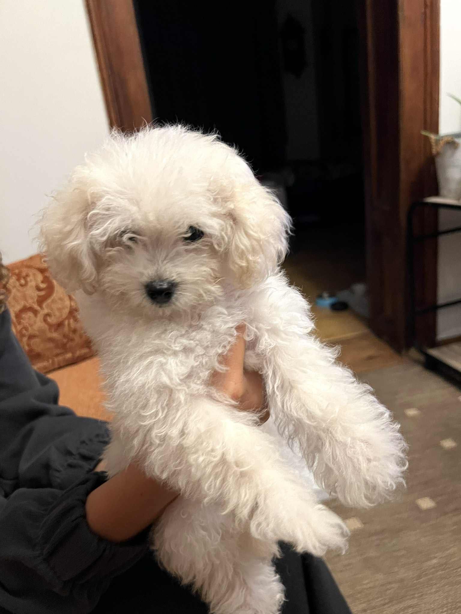 Toy Poodle ( Пудел Той )