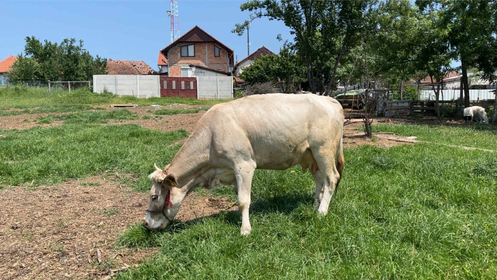 De vanzare vaca cu vițea