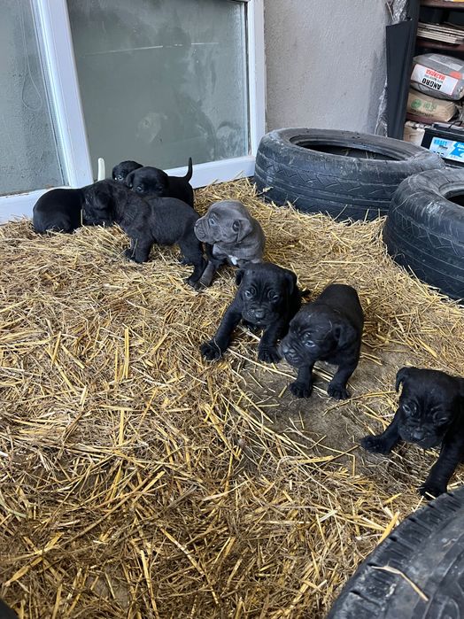 Cane corso чистокръвни