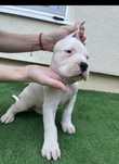 Femela dog argentinian