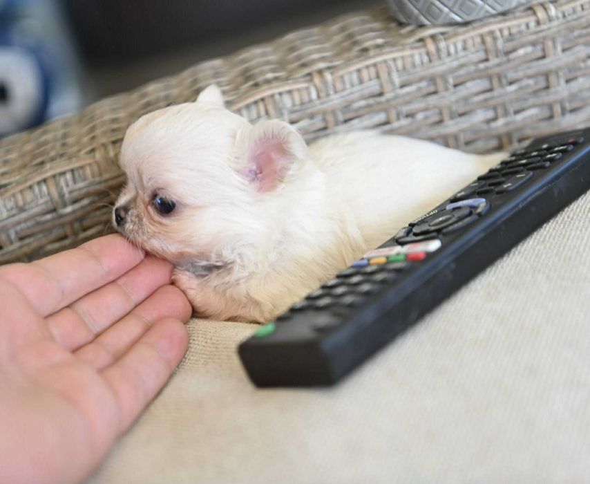 Мъжко дългокосместо мини чихуахуа