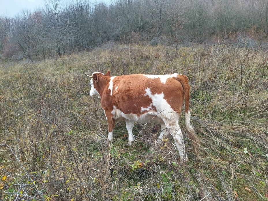 Vand doua vaci blțata