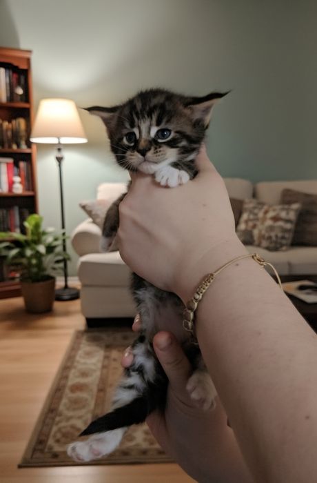 Maine Coon mascul pedigree felisa autorizata