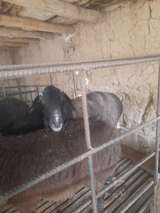 Ishonarli qoy bugoz55.