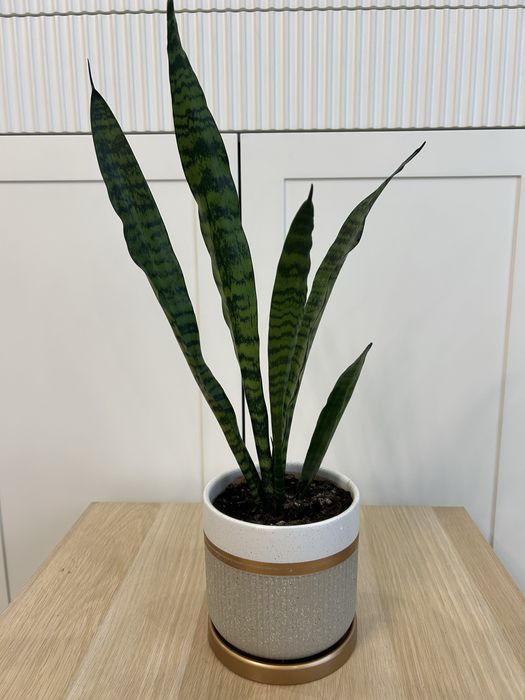 Сансевиерия комнатные цветы