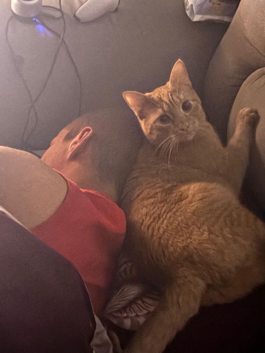 Donez motan portocaliu castrat