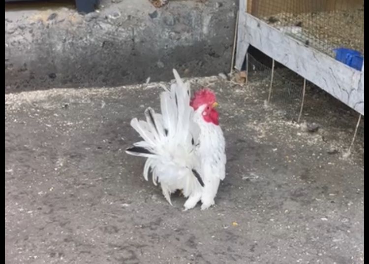 Самурайский Шабо