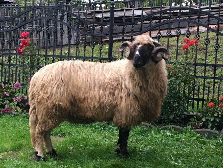 Berbece Mior 2 ani