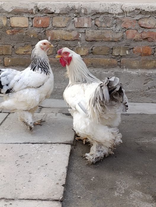 Брама Товук ва Хуроз  сотилади