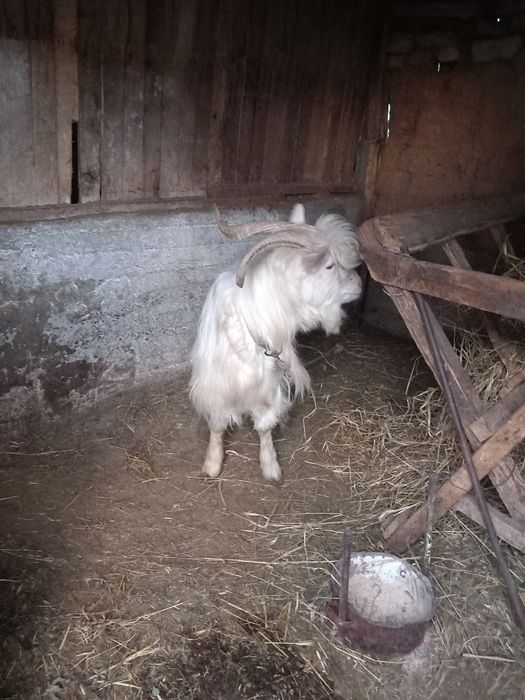 Vând țap în Craiova,Leu