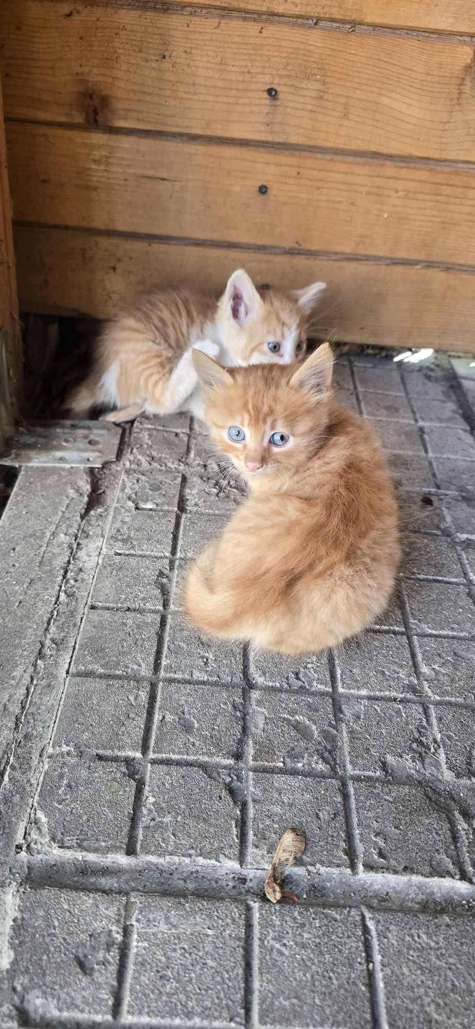 Подарявам котета