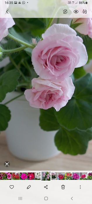 Продам укорененные черенки пеларгонии