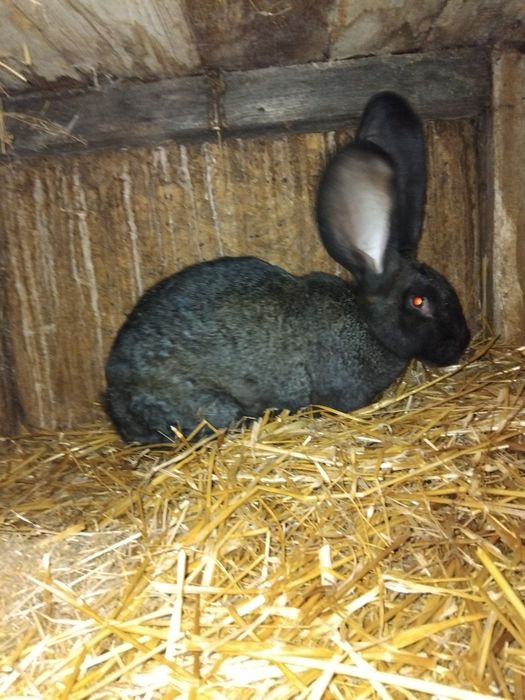 Vand sa schimb iepuri uriasi germani gri fier