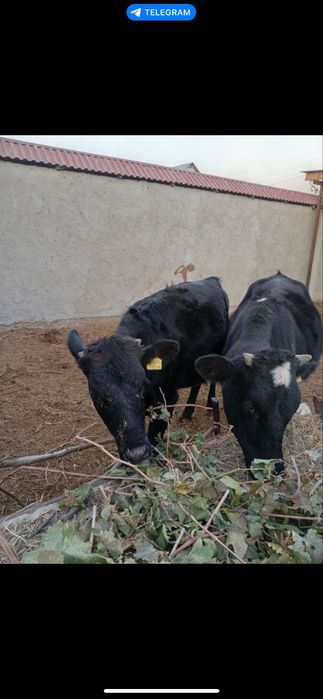 Гуножин лар сотилади