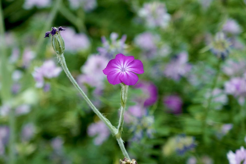 Panasonic Lumix TZ101