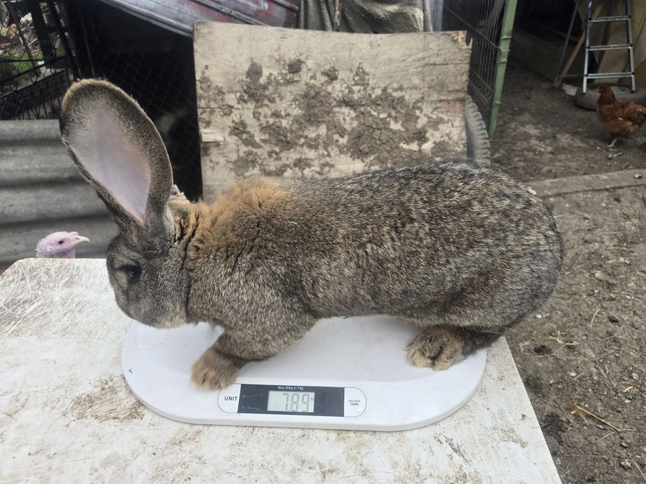 Mascul uriaș german