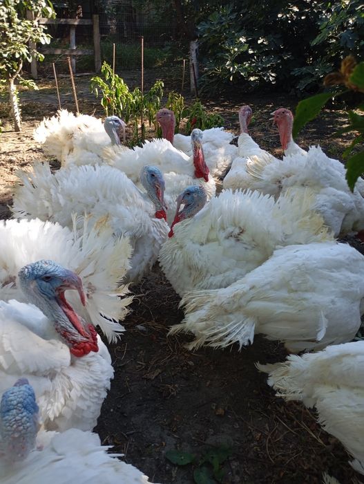 Curcani crescuți bio, între 16-22 kg,de vânzare,30-35 Ron per kg!