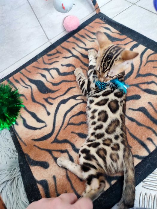 Femela bengal cu pedigree,felisa autorizata