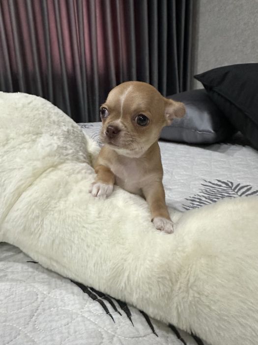 Продаются щенки породы Чихуахуа