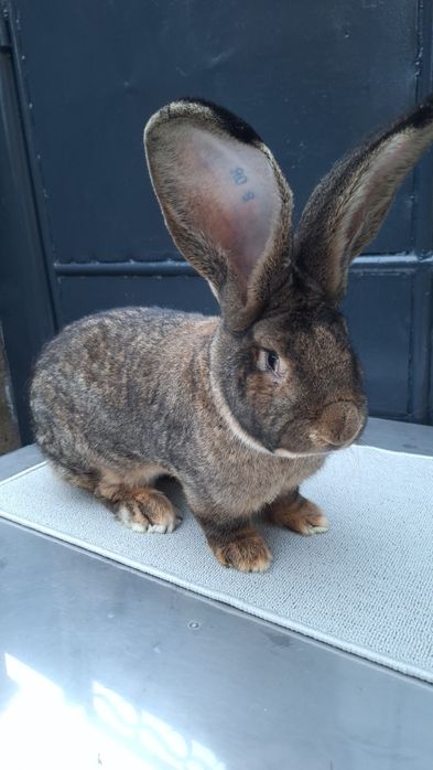 Mascul uriaș german gri