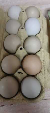 Vând ouă de găină bio