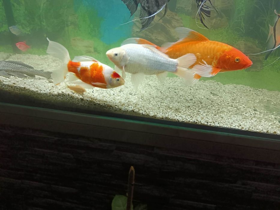 Vând Crap Koi și doi carasi