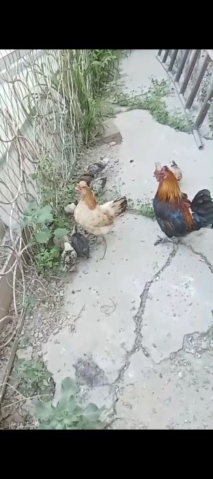 Японские цыплята с клушкой