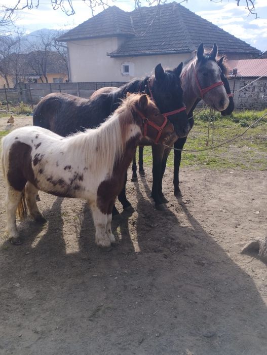 De vânzare trei mânji un cârlan de doi ani jumate și un ponei