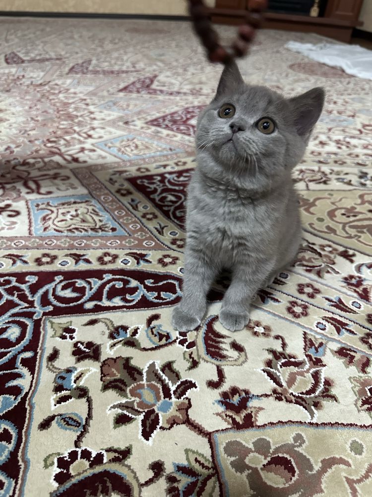 Продам котят , цена договорная