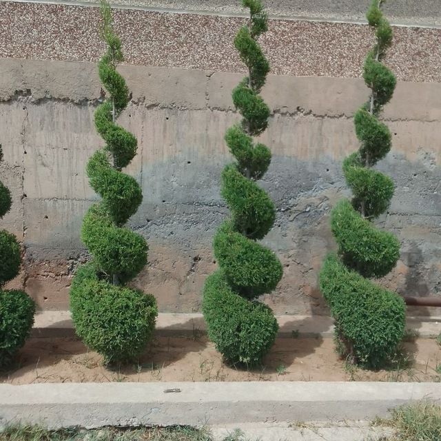 Манзарали дарахтлар, гуллар, арчалар этказиб берамиз