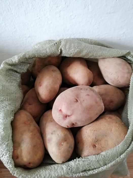 Картофель со своего огорода
