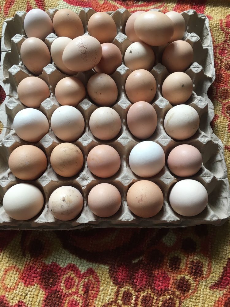 инкубационные яйцо от домашних кур