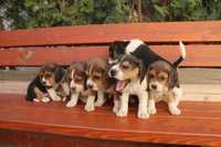 Beagle cu pedigree